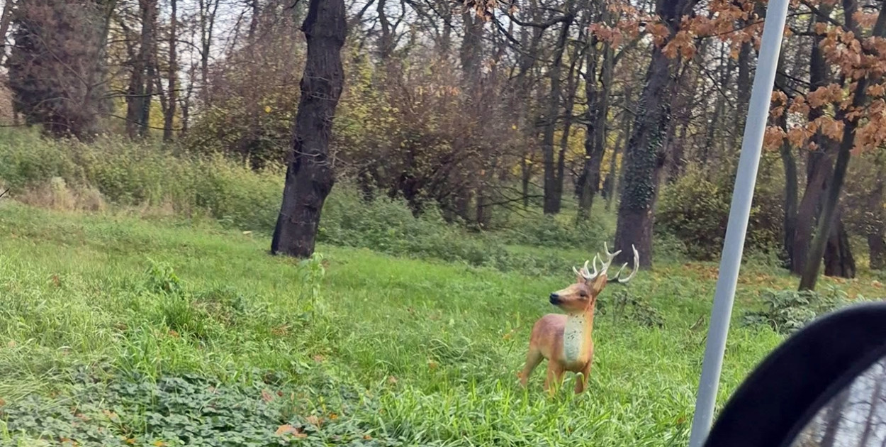 Stoją! - Głogów, Polkowice i okolice!