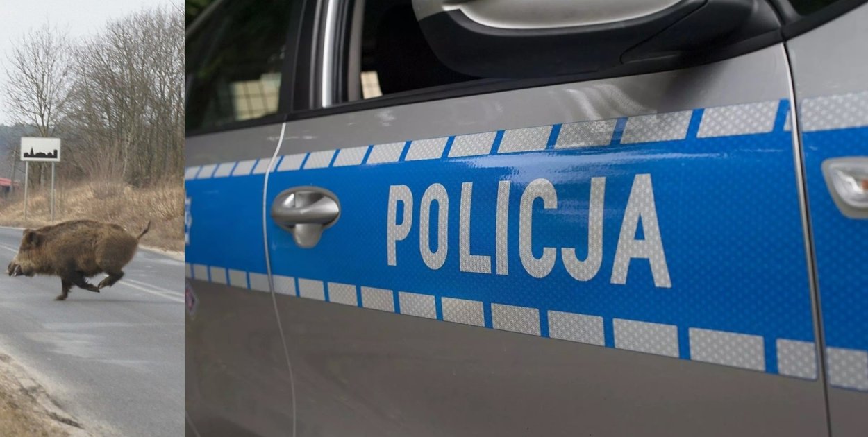 Dzikowi się upiekło. Uważajcie na Jerzmanówce