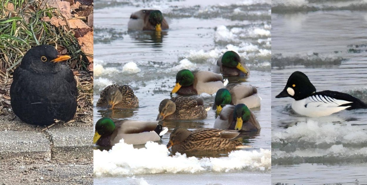 Sukces ornitologów. W Głogowie wytropili kilkadziesiąt gatunków ptaków