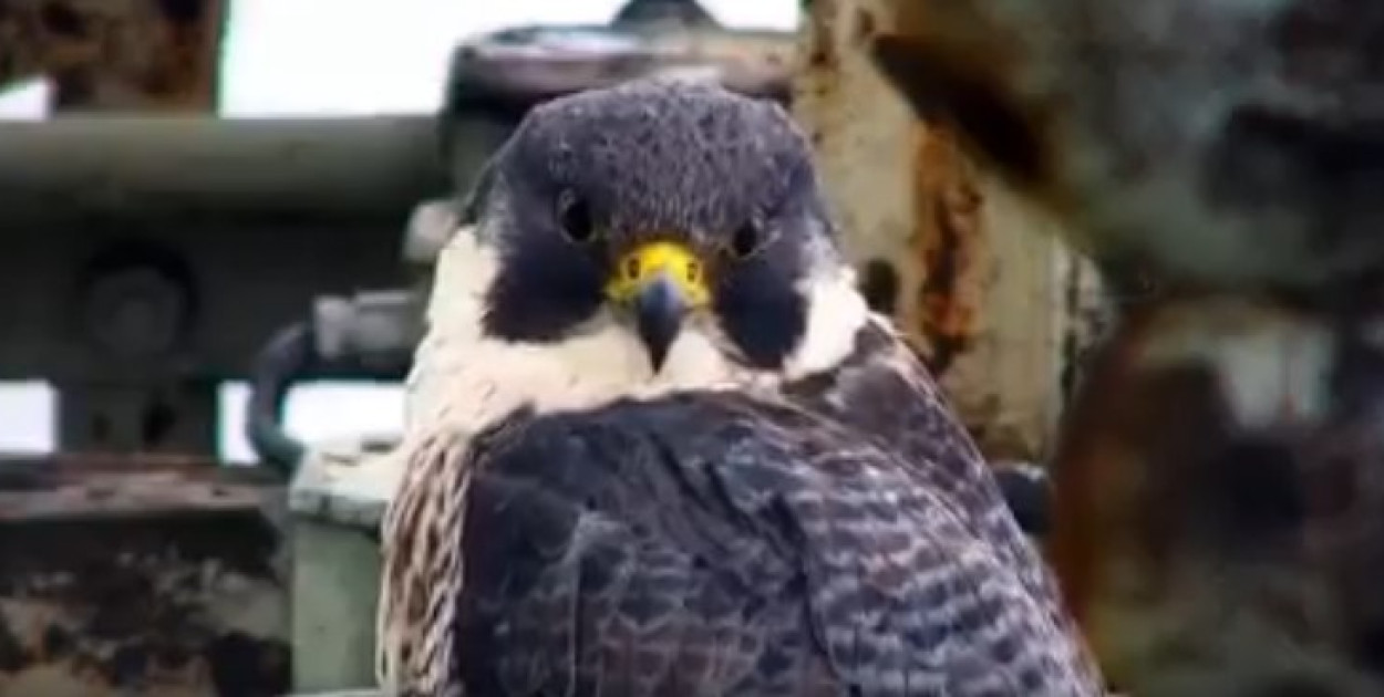 Nie żyje Giga. Sokół z Głogowa podbił serca Warszawy