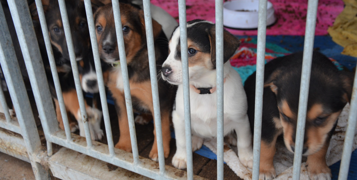 1,5 proc. podatku to dla nich realna pomoc