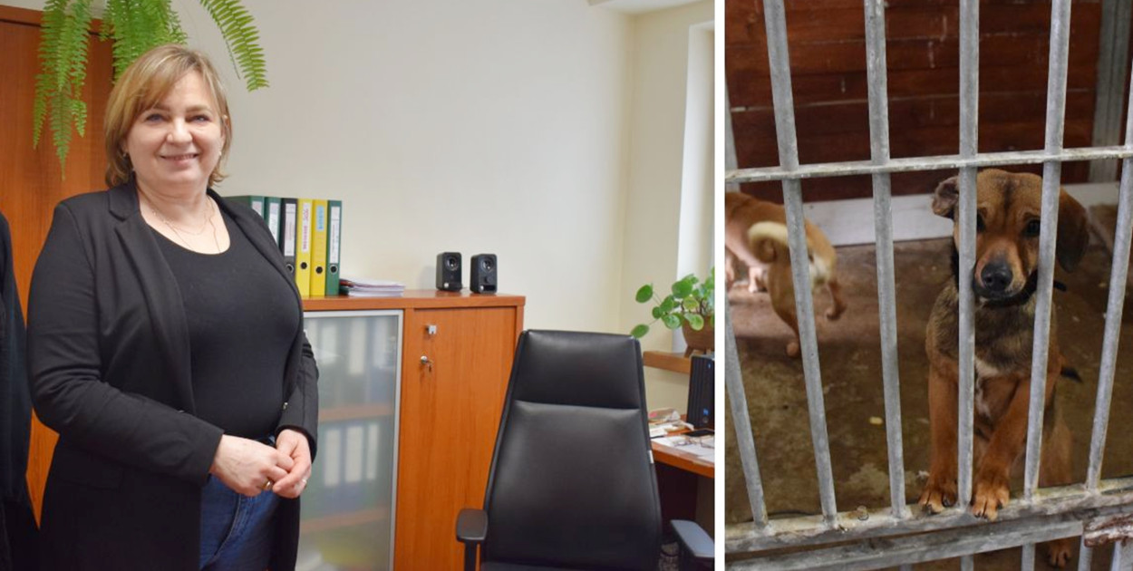 Trzy kontrole w jednym schronisku w Głogowie! Co wykazały inspekcje? [WIDEO]