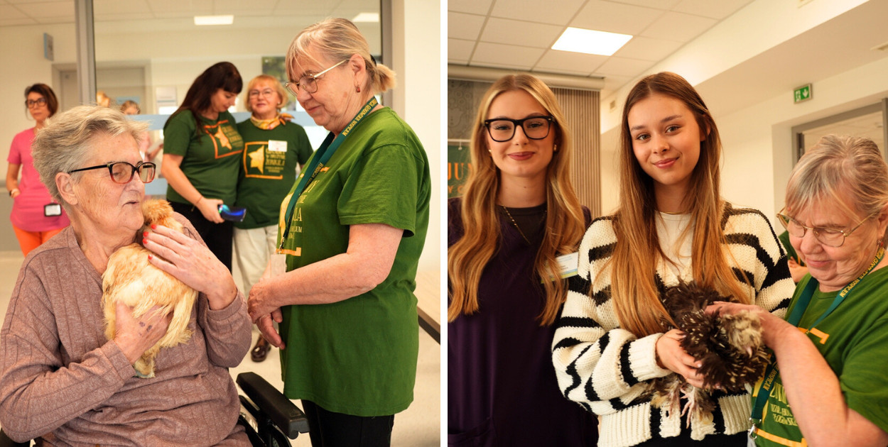 Niesamowite! Kury w hospicjum. Pomagają nieuleczalnie chorym.