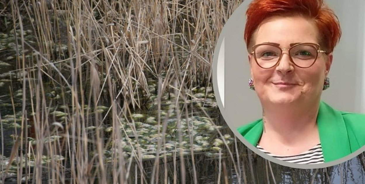 Setki martwych ryb w stawie. Mieszkańcy w szoku – co się stało w Kluczach?