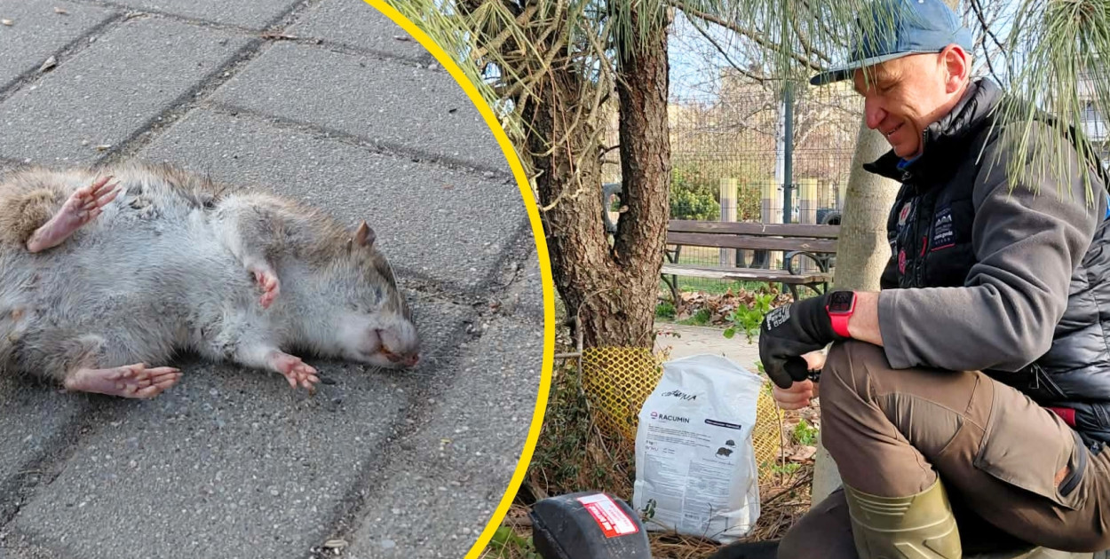 Martwe szczury w całym parku na Koperniku w Głogowie