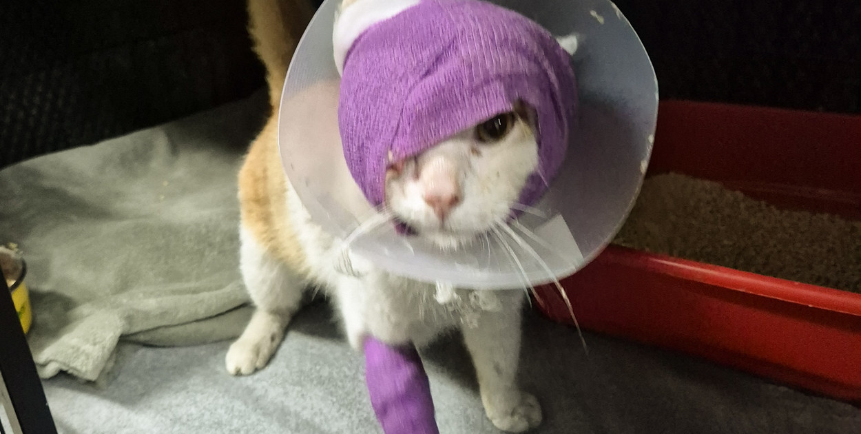 Strzelano do kota pod Głogowem! Okrutna śmierć Juranda