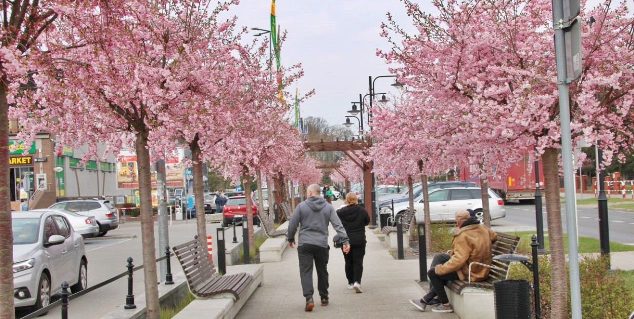 Aleja kwitnącej wiśni nie ma sobie równych. To najpiękniejsza ulica w regionie!