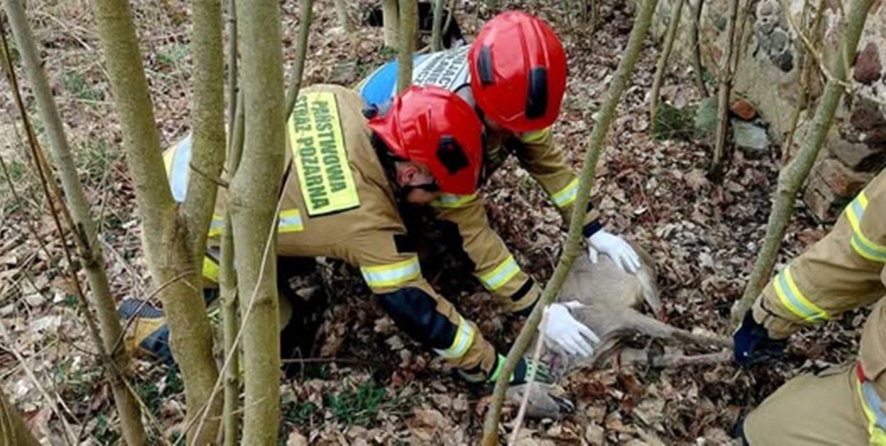 Strażacy uratowali sarnę zaplątaną w ogrodzenie. Akcja w Gaworzycach