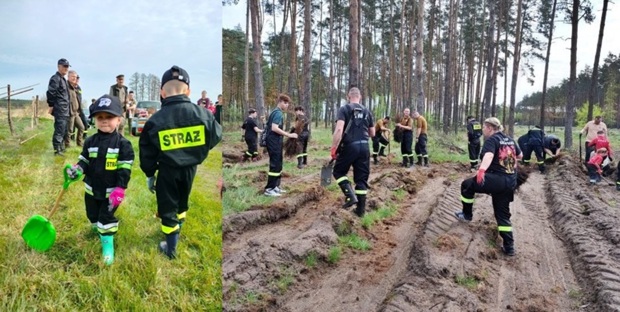 Pożyteczna sobota w lesie. Posadzą drzewa pod Wilkowem