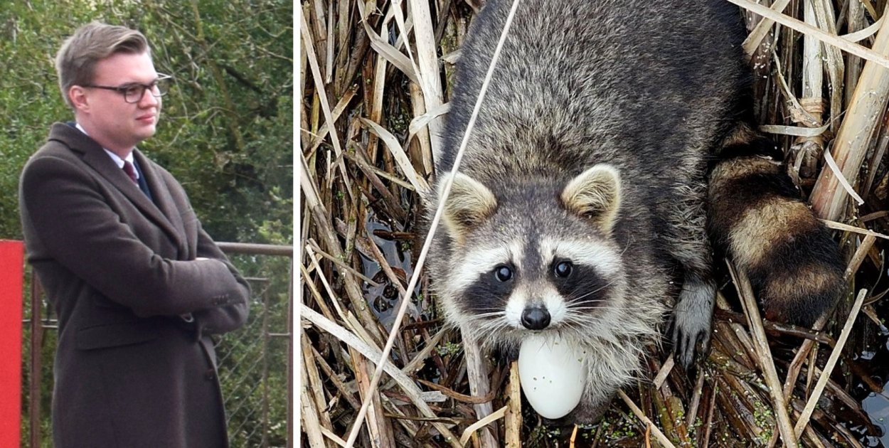 Inwazyjne drapieżniki niszczą życie na Stawach Przemkowskich