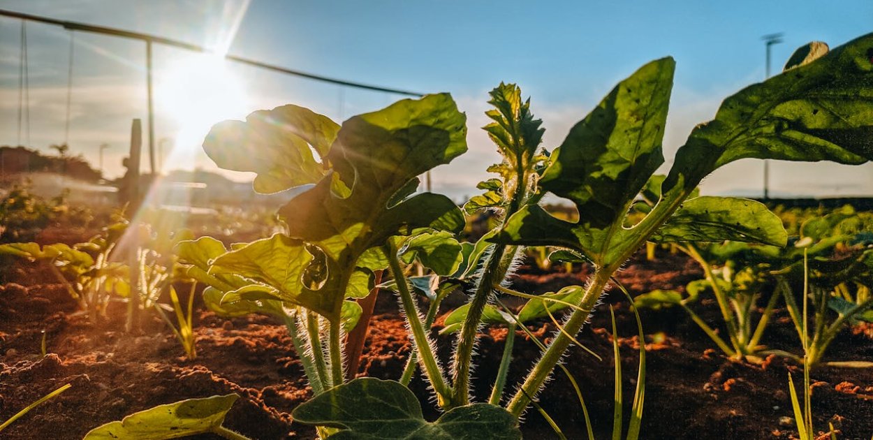 Środki ochrony roślin – sklep online: jak kupować skutecznie, bezpiecznie i z zysk