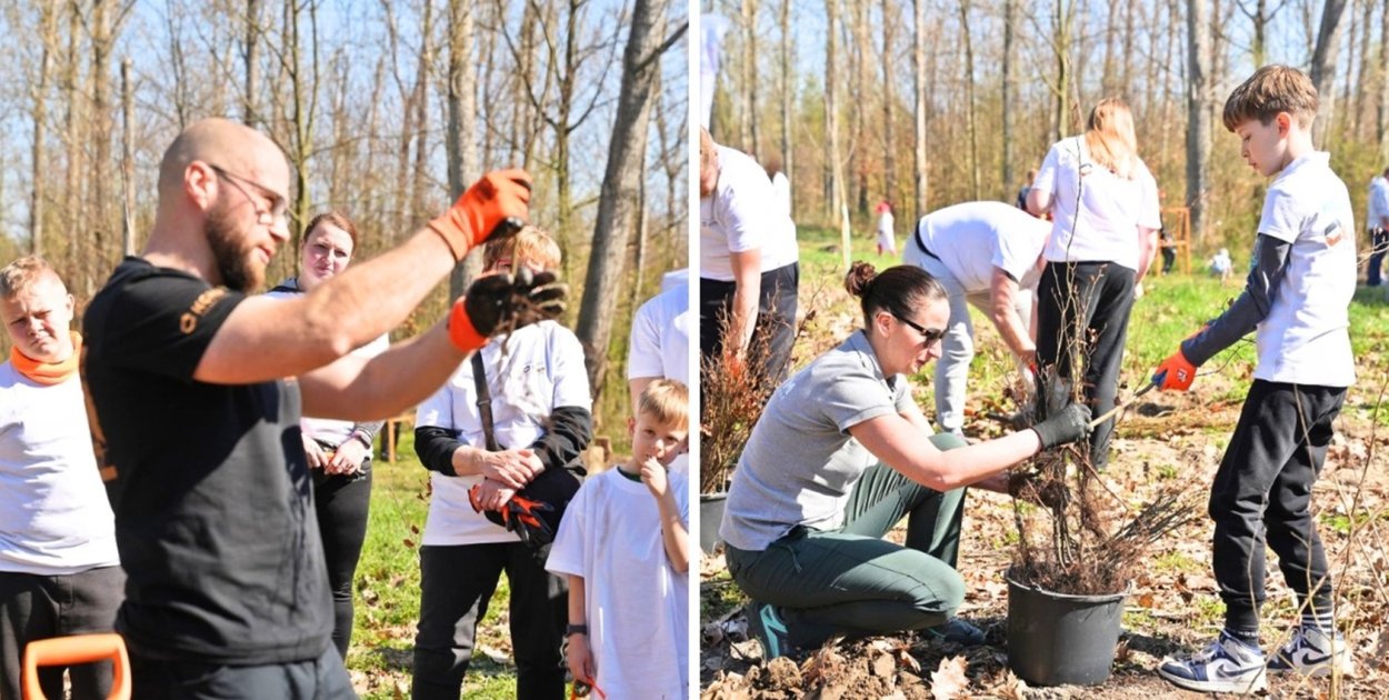Dziś sadzili buki przy Hucie Głogów. Zielona sobota i wolontariusze KGHM [FOTO]