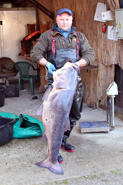Taaaka sztuka z Jeziora Sławskiego! Potężną tołpyga ma ponad 30 kilogramów